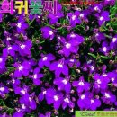 티티퍼플