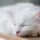 백석동물병원 이미지