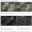진동칫솔 추천-초음파칫솔 독일에서온 에미덴트