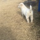 초정목장 이미지