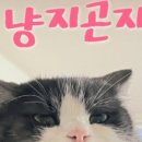 고양이무마취미용 냥지곤지 이미지