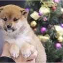 몽냥몽냥 이미지