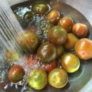 토마토비타