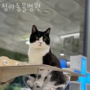 청아동물병원 이미지
