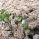 액비골(2) 이미지