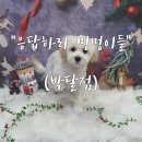 안양-박달-박달-501 | 안양 강아지 미용 응답하라 멍멍이들 박달점 방문 후기