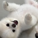 반려담애견유치원 이미지