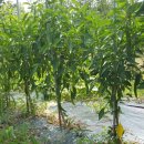 천상 농장 이미지