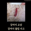 파주365동물의료센터 | [파주365동물의료센터] 파주운정동물병원 / 파주운정수술전문동물병원 / 강아지 교상 / 강아지 물림사고
