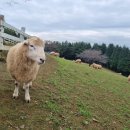 초지축산 이미지