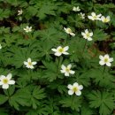 바람꽃건강 이미지