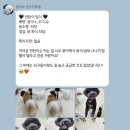 졸리쇼 이미지
