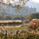 낙동강변6 이미지