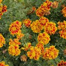 동광축사 이미지