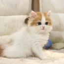 경주숲 3,4 | 경주노르웨이숲고양이분양