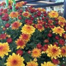 은빛농장 이미지