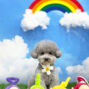 러브썸그루밍샵 이미지