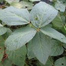 비둘기농장 이미지