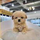 바나개 강아지 고양이 마포점 이미지