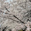 꽃길따라 이미지