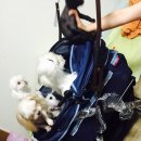 다솜펫 | 광주 펫쇼3번째 이야기