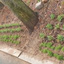 대공원나들길 이미지