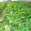 비암농장 이미지