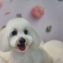 호다닥쑥 이미지