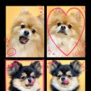 건강하게동물병원 이미지