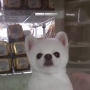 해피그루밍 이미지