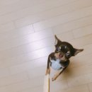 반려동물 수제간식 이미지