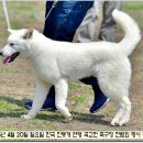 수컷 이미지