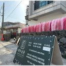 제주삼춘
