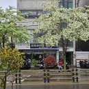 레몬카써비스 | 울산 화정동 오늘도굽다 내돈내산솔직후기 동구 숨은 빵 맛집