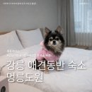 도원 | 강원도 강릉 애견동반 숙소 멍릉도원 다녀온 후기