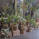 힐링 플라워테라피 | 청주 힐링테라피 '화나비 더 플라워스튜디오' 꽃꽂이 원데이 클래스 후기