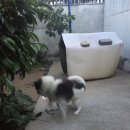 바둑이마을 이미지