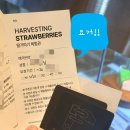 응골농장 | 속초 응골딸기 체험 후기｜켄싱턴 설악밸리 패키지 딸기체험 솔직리뷰