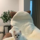 아로메리 이미지