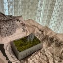 알파문구마곡역점(발산) | 수산나의 5월 일상 장미꽃, 반려 비단이끼 그리고 긴 머리 안녕
