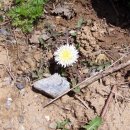 민들레 들꽃처럼 민박 이미지