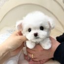 부산강아지분양 퍼피몰리 이미지