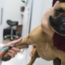 24시 더원 동물병원 이미지