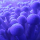 세한농장 이미지