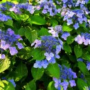 침묵(Silence 이미지