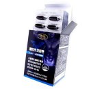 에버그린 이미지