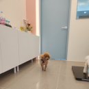 엘리 애견미용실 이미지
