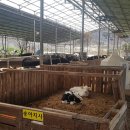 송아목장 이미지