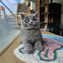 서울고양이분양 아무데서나 받을 수 없죠! 강남고양이분양낭블리 방문 후기