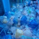 뽑고가냥 이미지